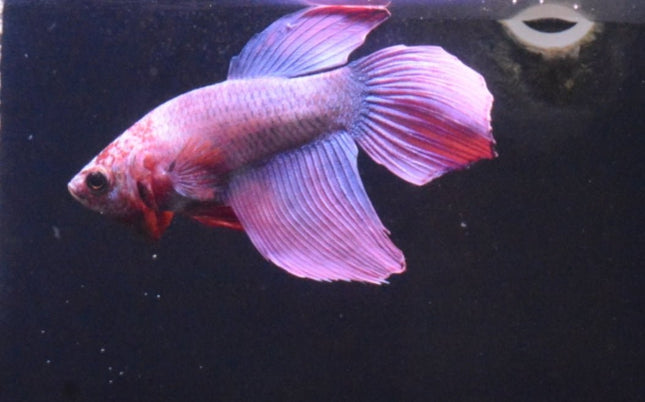 Assorted Cambodian Veiltail Male Betta - Nano Tanks Australia Aquarium Shop