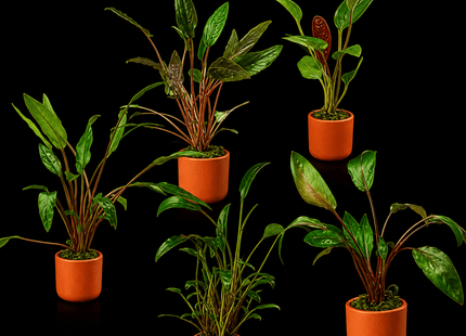 Assorted Crypts in Terracotta Pots - Nano Tanks Australia