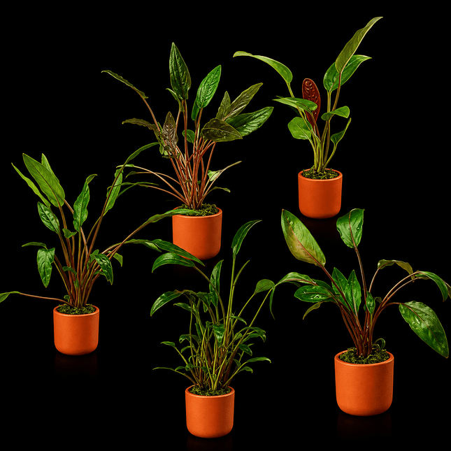 Assorted Crypts in Terracotta Pots - Nano Tanks Australia
