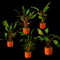 Assorted Crypts in Terracotta Pots - Nano Tanks Australia