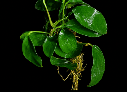 Assorted Large Anubias - Nano Tanks Australia