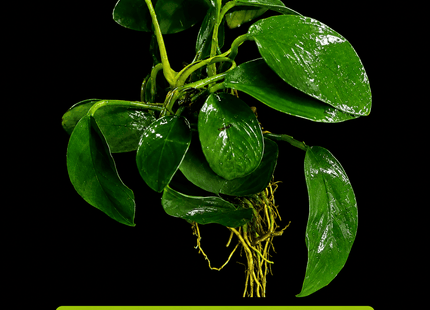 Assorted Medium Anubias - Nano Tanks Australia