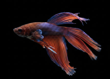 Assorted Mustard Gas Veiltail Male Betta - Nano Tanks Australia Aquarium Shop