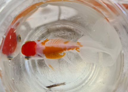 Assorted Oranda 9cm - Nano Tanks Australia Aquarium Shop