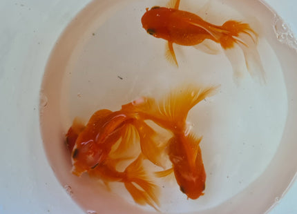 Assorted Oranda 9cm - Nano Tanks Australia Aquarium Shop