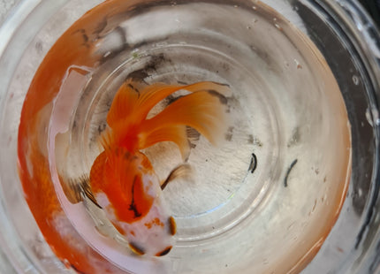 Assorted Oranda 9cm - Nano Tanks Australia Aquarium Shop