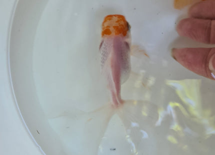 Assorted Oranda 9cm - Nano Tanks Australia Aquarium Shop