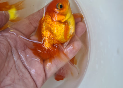Assorted Oranda 9cm - Nano Tanks Australia Aquarium Shop
