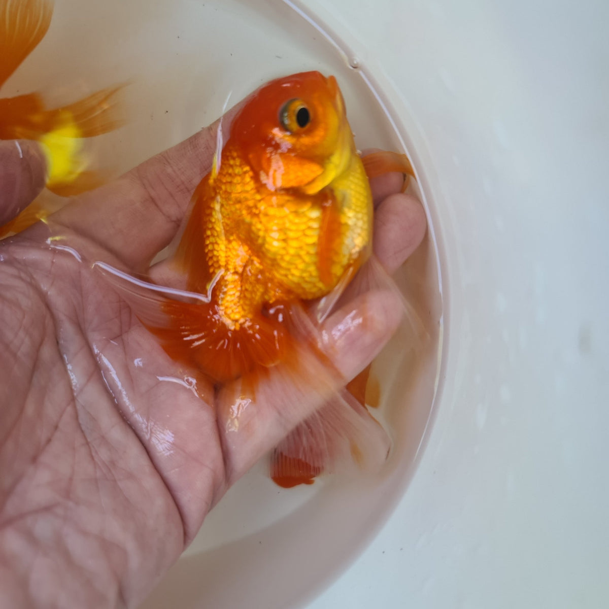 Assorted Oranda 9cm - Nano Tanks Australia Aquarium Shop