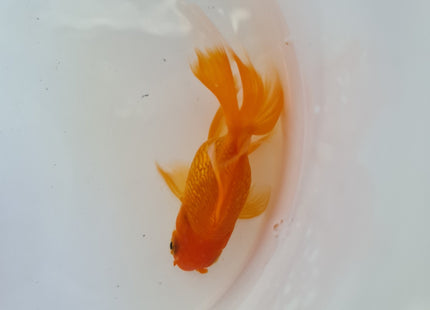 Assorted Oranda 9cm - Nano Tanks Australia Aquarium Shop