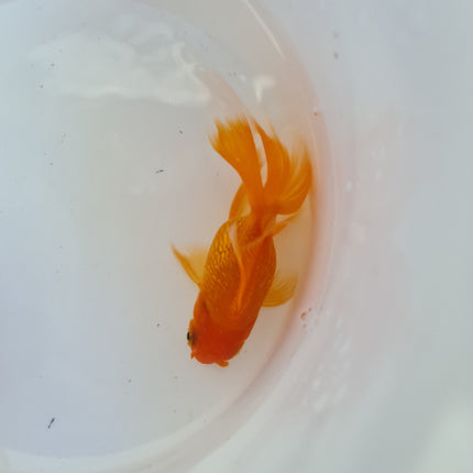 Assorted Oranda 9cm - Nano Tanks Australia Aquarium Shop