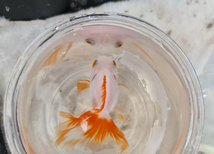 Assorted Oranda 9cm - Nano Tanks Australia Aquarium Shop