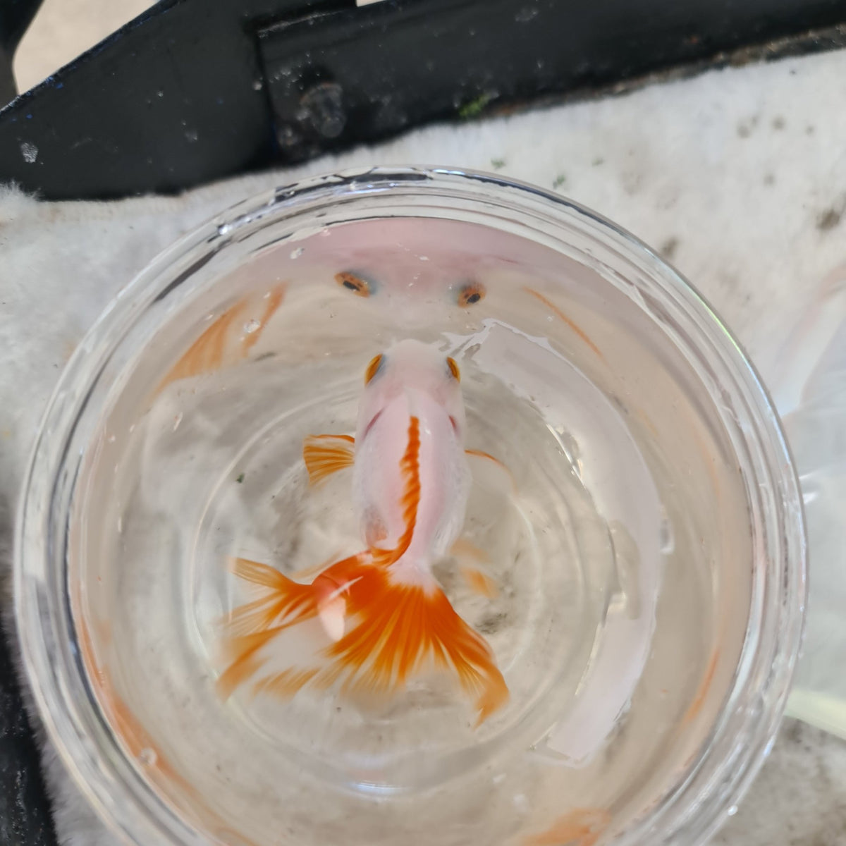 Assorted Oranda 9cm - Nano Tanks Australia Aquarium Shop