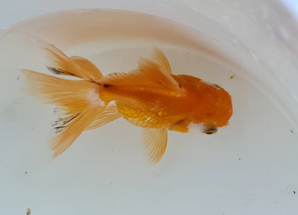 Assorted Oranda 9cm - Nano Tanks Australia Aquarium Shop