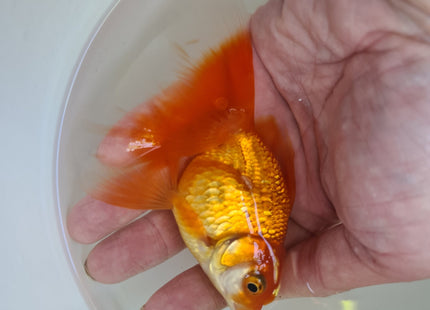 Assorted Oranda 9cm - Nano Tanks Australia Aquarium Shop