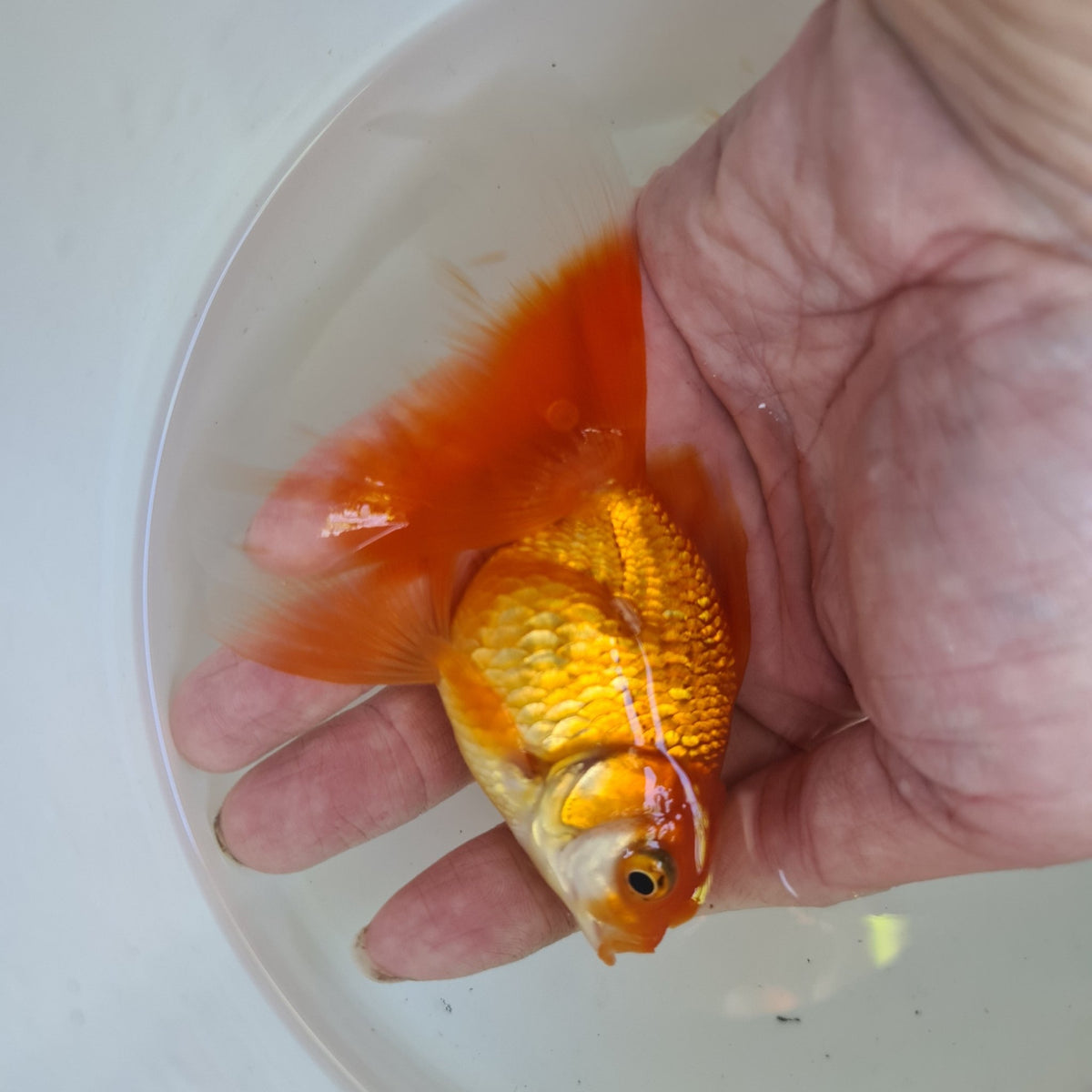 Assorted Oranda 9cm - Nano Tanks Australia Aquarium Shop