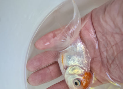 Assorted Oranda 9cm - Nano Tanks Australia Aquarium Shop