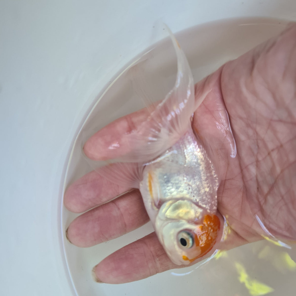 Assorted Oranda 9cm - Nano Tanks Australia Aquarium Shop