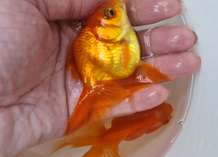 Assorted Oranda 9cm - Nano Tanks Australia Aquarium Shop