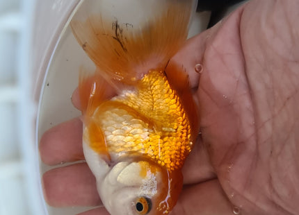 Assorted Oranda 9cm - Nano Tanks Australia Aquarium Shop