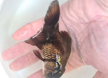 Assorted Oranda 9cm - Nano Tanks Australia Aquarium Shop