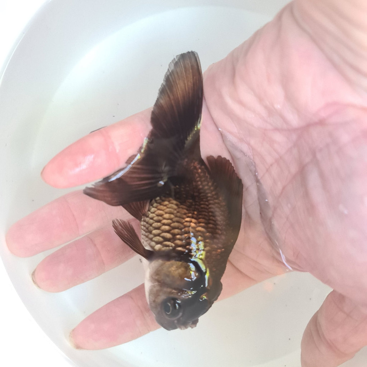 Assorted Oranda 9cm - Nano Tanks Australia Aquarium Shop