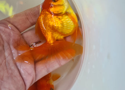 Assorted Oranda 9cm - Nano Tanks Australia Aquarium Shop