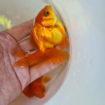 Assorted Oranda 9cm - Nano Tanks Australia Aquarium Shop