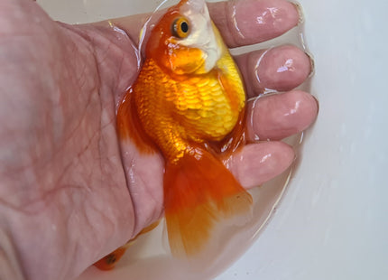 Assorted Oranda 9cm - Nano Tanks Australia Aquarium Shop