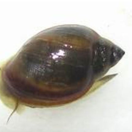Assorted Pond Snails Minimum Size 5mm x20 - Nano Tanks Australia Aquarium Shop