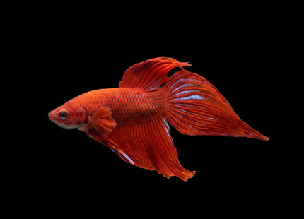 Assorted Red Veiltail Male Betta - Nano Tanks Australia Aquarium Shop