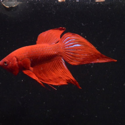Assorted Red Veiltail Male Betta - Nano Tanks Australia Aquarium Shop
