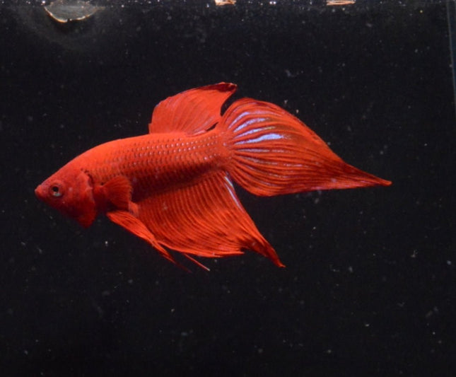 Assorted Red Veiltail Male Betta - Nano Tanks Australia Aquarium Shop