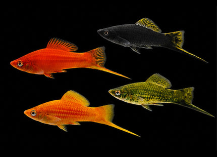 Assorted Swordtail (Xiphophorus hellerii) on black background