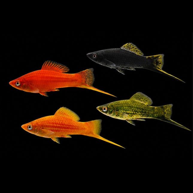 Assorted Swordtail 3-6cm - Nano Tanks Australia