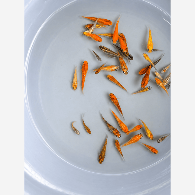 Assorted Tri Colour Medaka - Nano Tanks Australia