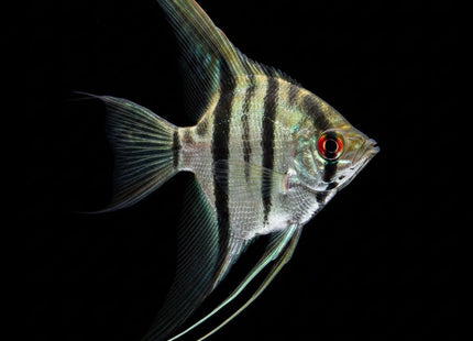 Assorted Veiltail Angelfish 3-5cm - Nano Tanks Australia