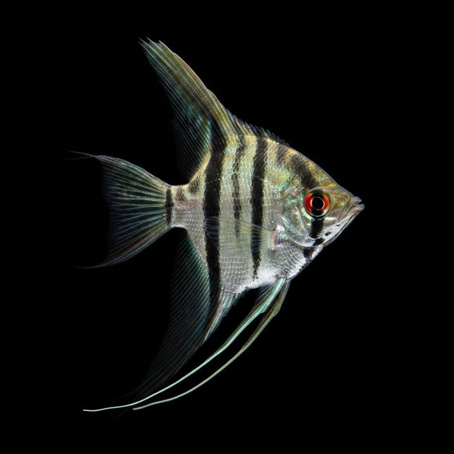 Assorted Veiltail Angelfish 3-5cm - Nano Tanks Australia