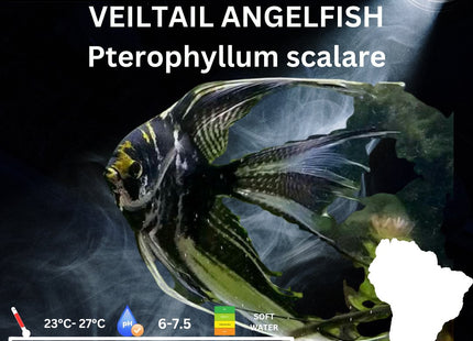 Assorted Veiltail Angelfish 3-5cm - Nano Tanks Australia Aquarium Shop