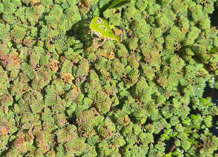 Azolla pinnata green floating mat