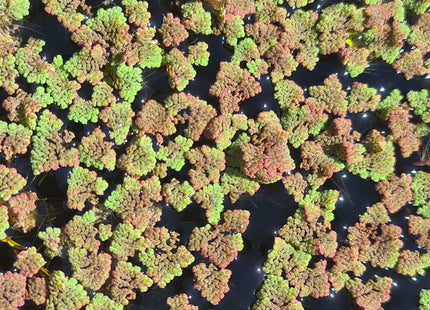 Azolla pinnata green-to-red transitional mat