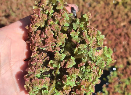 Azolla pinnata red colour morph under bright light