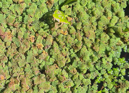 Azolla pinnata (Blue-Green Water Fern) Starter Pack - Nano Tanks Australia