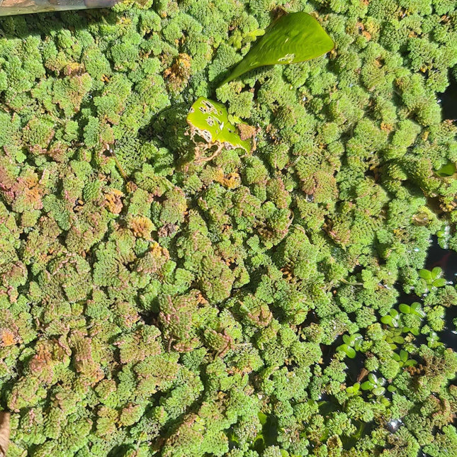 Azolla pinnata (Blue-Green Water Fern) Starter Pack - Nano Tanks Australia
