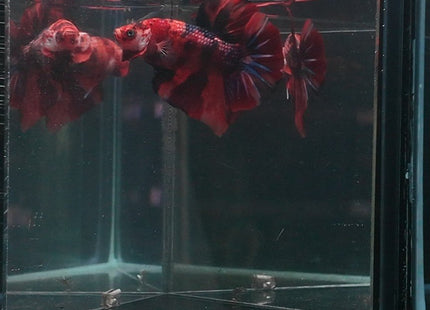 B2 - Giant Dracula Koi Halfmoon Plakat Betta Male - Nano Tanks Australia