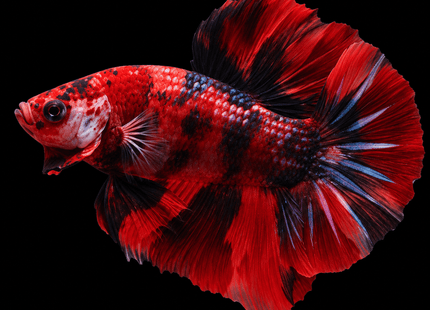 B2 - Giant Dracula Koi Halfmoon Plakat Betta Male - Nano Tanks Australia