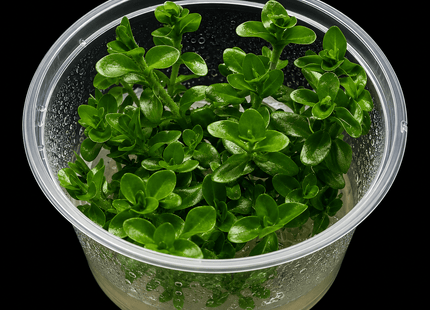 Bacopa amplexicaulis 'Giant Red Bacopa' Tissue Culture - Nano Tanks Australia
