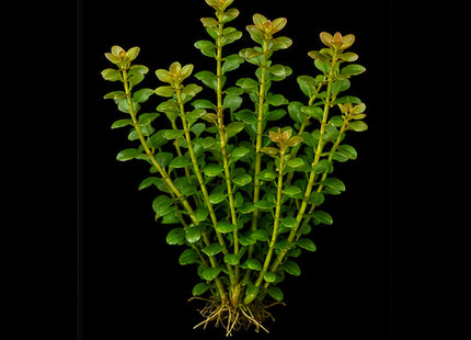 Bacopa caroliniana 5 Stems 10cm - Nano Tanks Australia