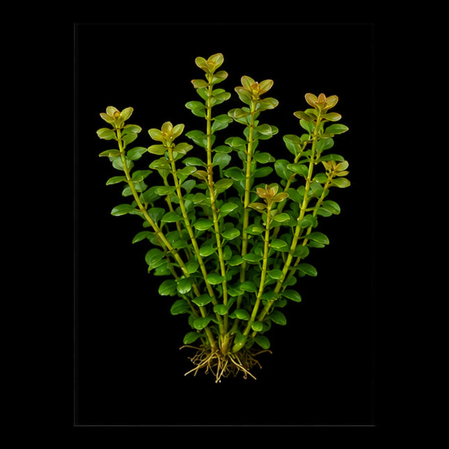 Bacopa caroliniana 5 Stems 10cm - Nano Tanks Australia