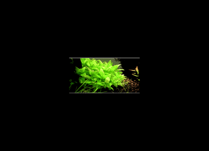 Bacopa monnieri – 5 Stems ~10cm - Nano Tanks Australia